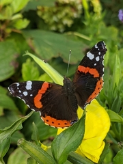Vanessa atalanta