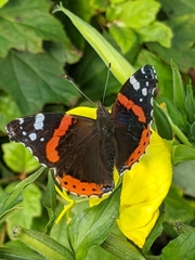 Vanessa atalanta