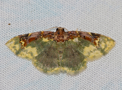 Syngatha latiflavaria