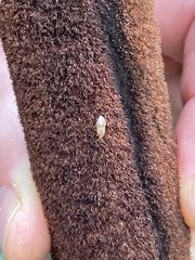 Chilacis typhae