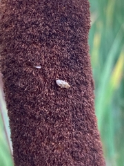 Chilacis typhae