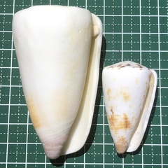 Conus planorbis