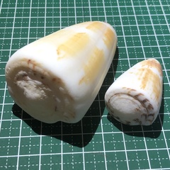 Conus planorbis