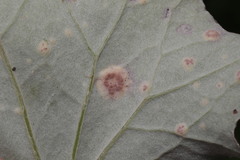 Puccinia poarum
