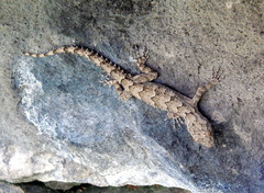 Mediodactylus