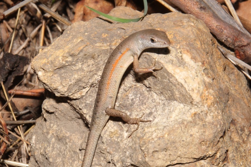 Elegant Rainbow Skink