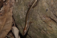 Concinnia tenuis