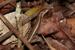 Concinnia brachysoma