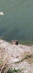 Myocastor coypus