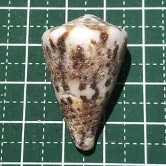 Conus capitaneus