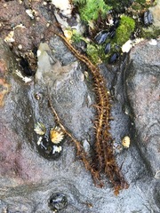 Cumagloia andersonii