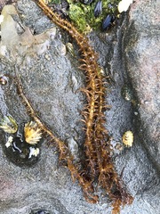 Cumagloia andersonii