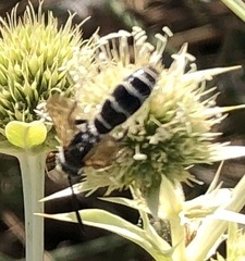Colpa quinquecincta