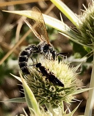 Colpa quinquecincta