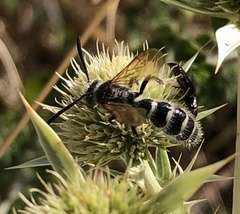 Colpa quinquecincta
