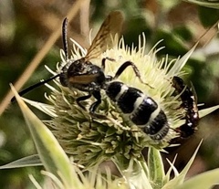 Colpa quinquecincta