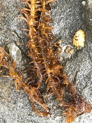 Cumagloia andersonii