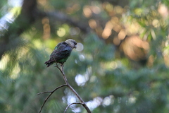 Poicephalus robustus