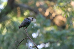 Poicephalus robustus