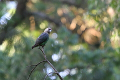 Poicephalus robustus