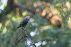 Poicephalus robustus