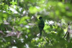 Chrysococcyx cupreus