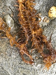Cumagloia andersonii