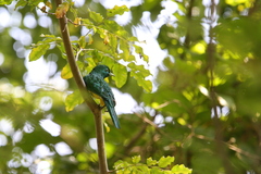 Chrysococcyx cupreus