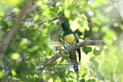 Chrysococcyx cupreus