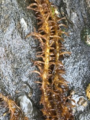 Cumagloia andersonii