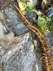 Cumagloia andersonii