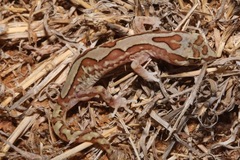 Lucasium steindachneri