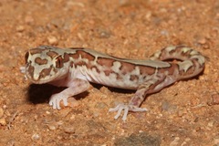 Lucasium steindachneri