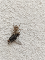 Salticinae