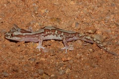 Lucasium steindachneri