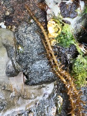 Cumagloia andersonii