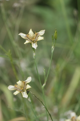 Iris dichotoma