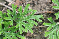 Selaginella stauntoniana