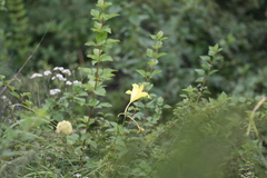 Hemerocallis citrina