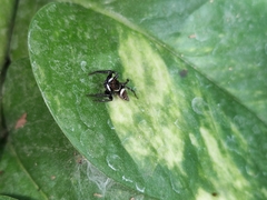 Hasarius adansoni