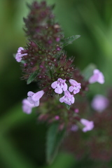 Clinopodium urticifolium