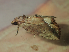 Etanna breviuscula