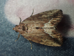 Etanna breviuscula