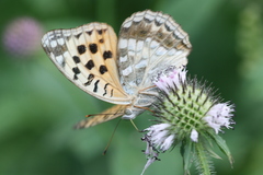 Argynnis vorax