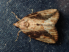 Etanna breviuscula