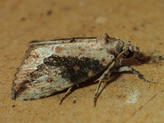 Etanna breviuscula