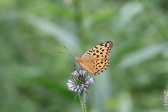 Argynnis vorax