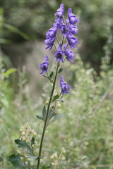 Aconitum carmichaelii
