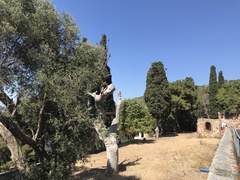 Cupressus
