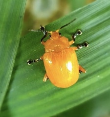 Podontia